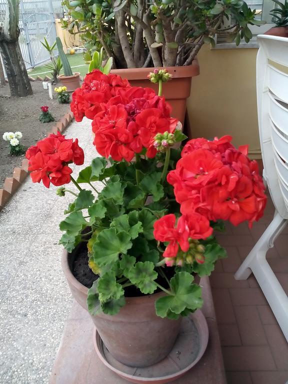 Domus Felix Bed & Breakfast Ercolano Exterior photo